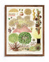 Mocha Wood Framed Great Barrier Reef Anemones Vintage Illustrations Wall Art Prints